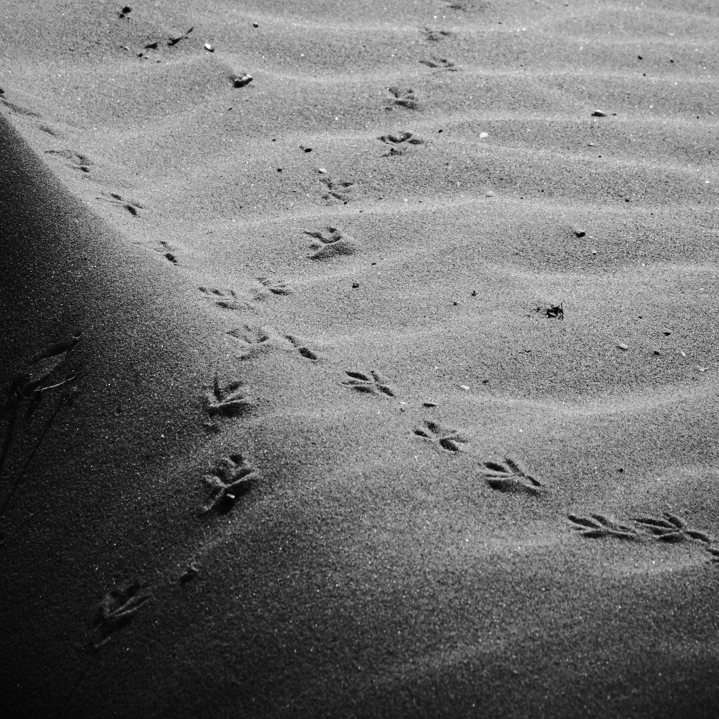 footprint
