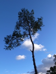 sky, tree, clouds