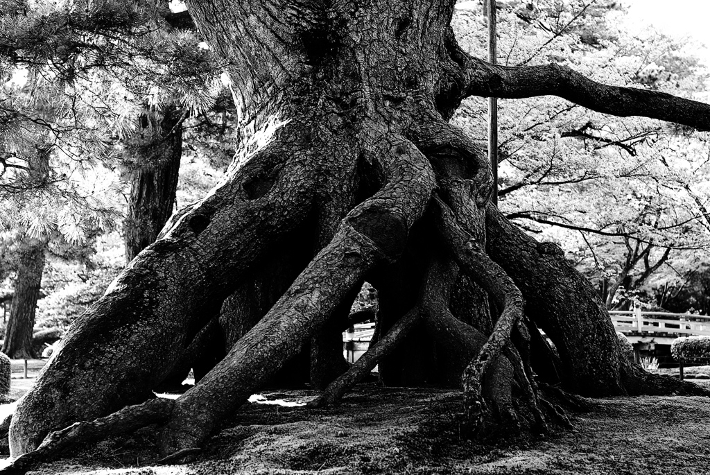 tree
