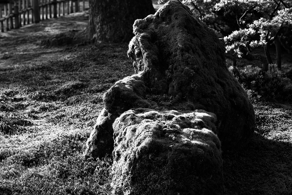 moss covered