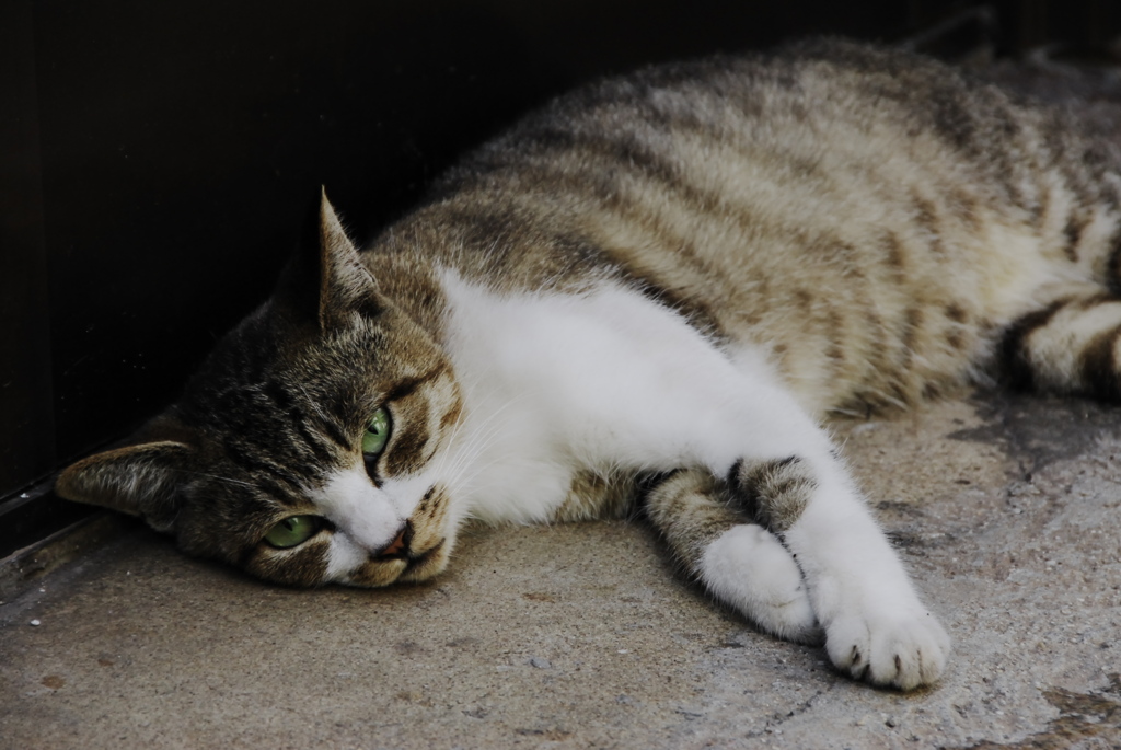 鞆の浦猫