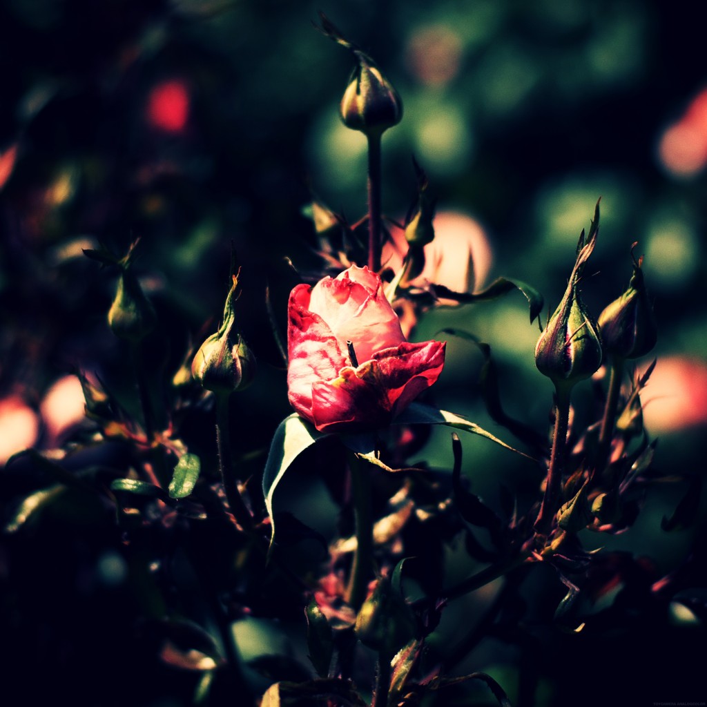 rose