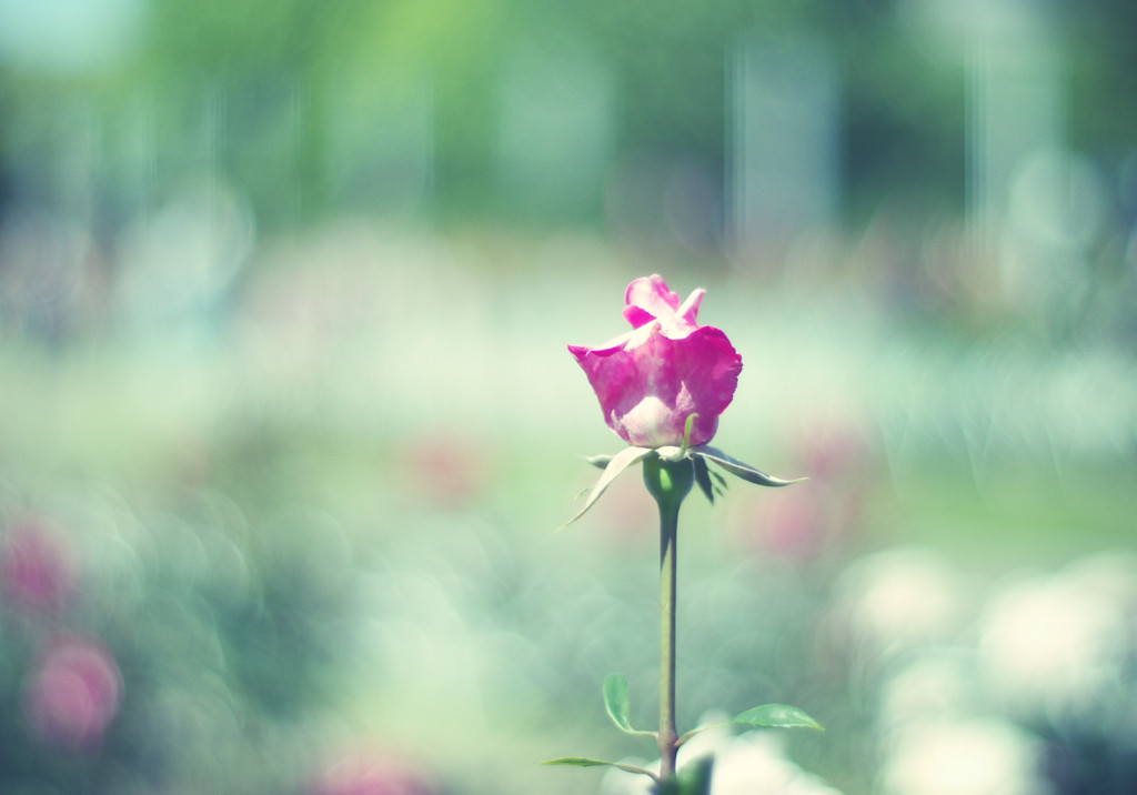 rose