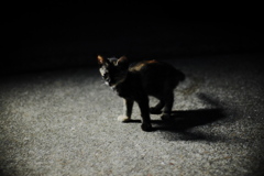 夜猫