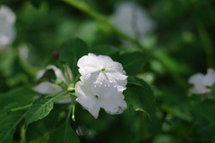 IMGP2330