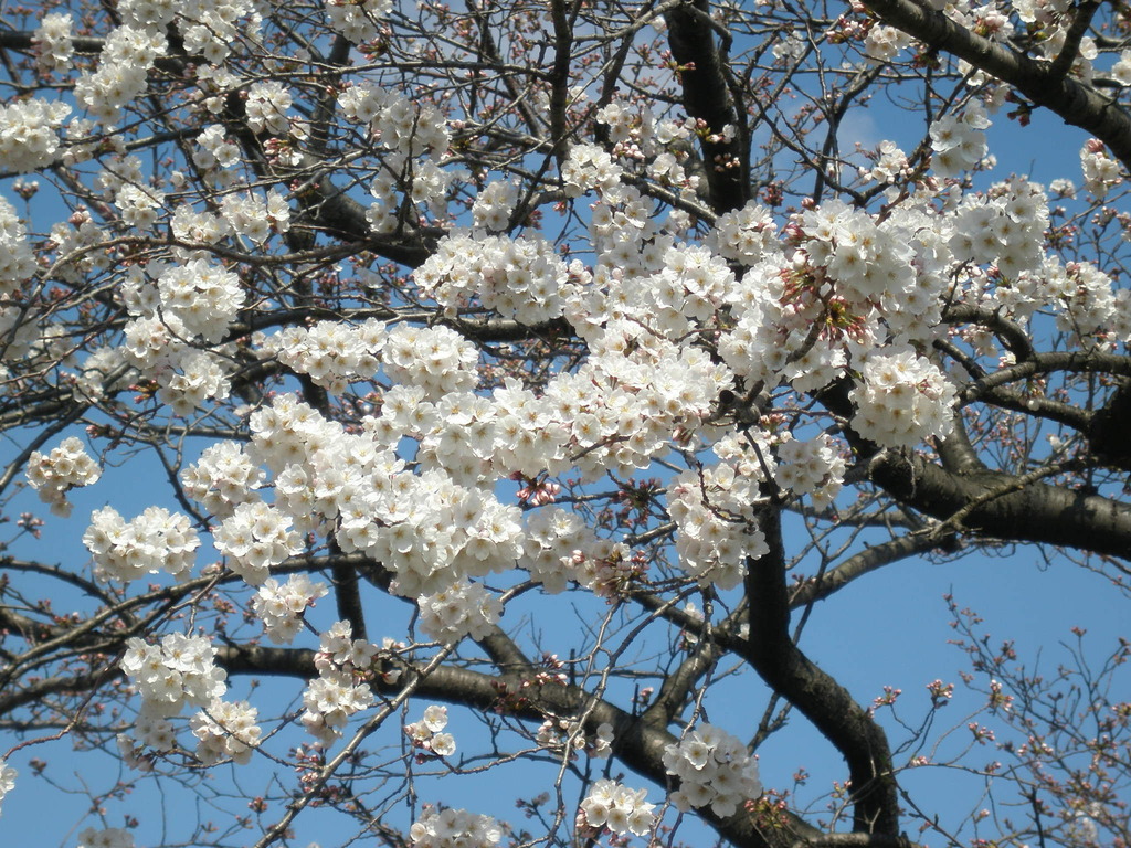 西尾市、桜