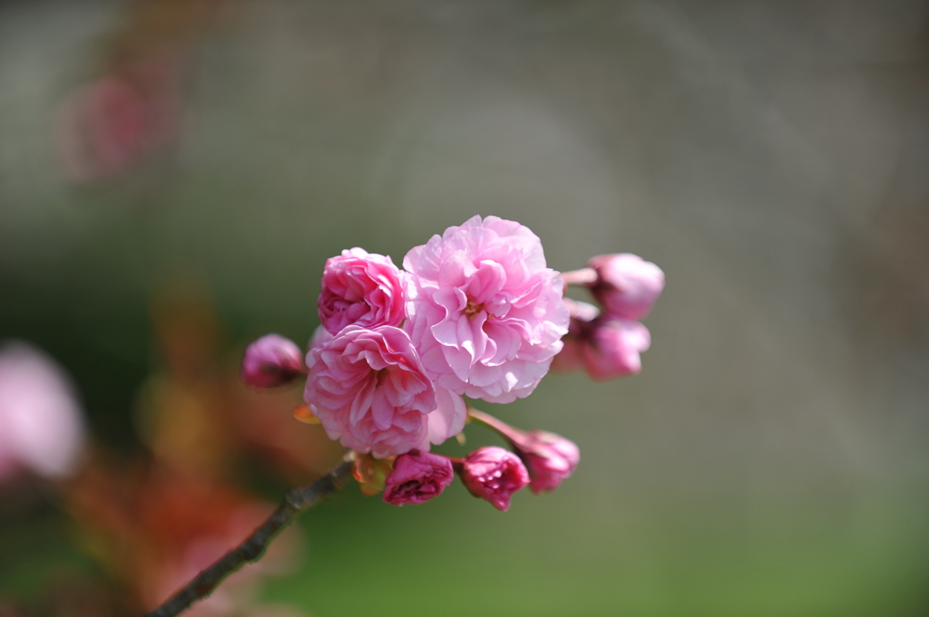 ２０１１年春