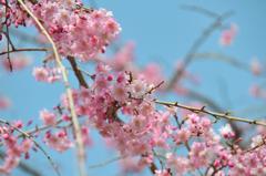 2010桜3