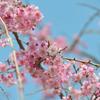 2010桜3