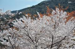 2010桜6