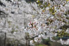 2010桜5
