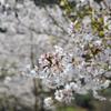 2010桜5