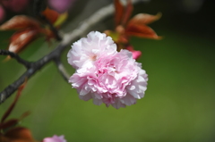 ２０１１年春