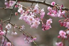 2010桜2