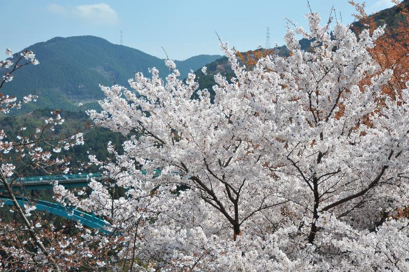 2010桜7