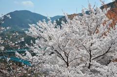 2010桜7