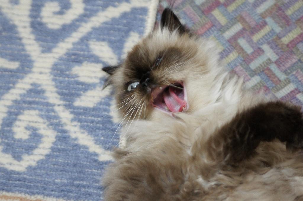 眠いー