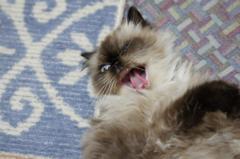 眠いー
