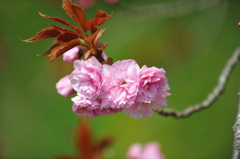 ２０１１年春