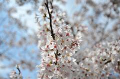 2010桜4