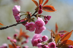 ２０１１年春