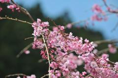 2010桜