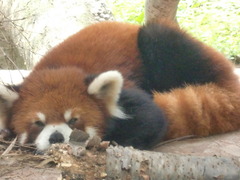 うとうと