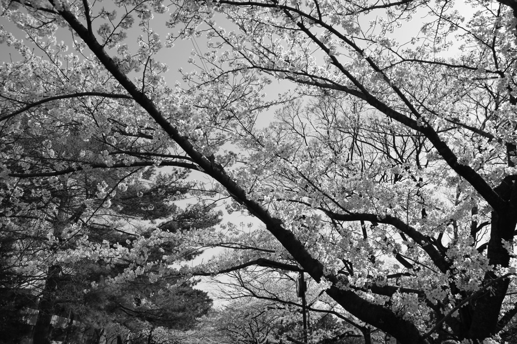 2010桜