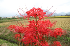 曼珠沙華
