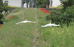 低空飛行