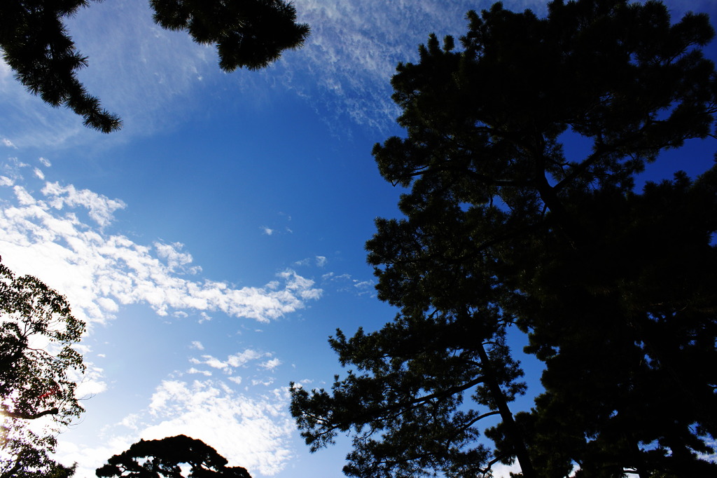 空の珊瑚礁