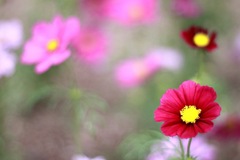 秋桜