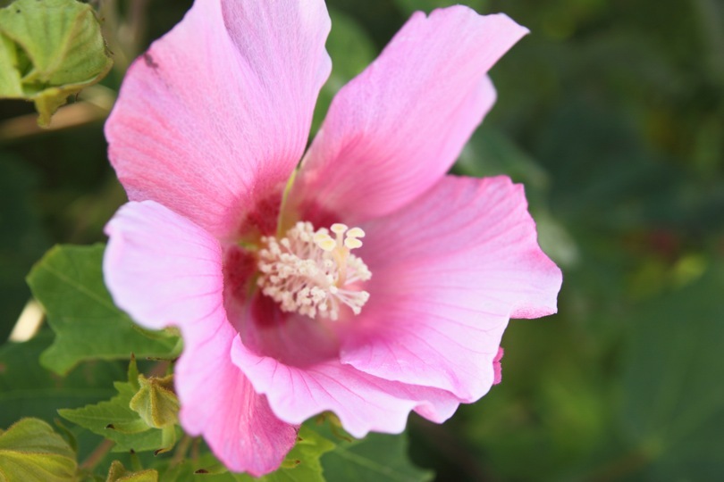 あわじ花さじき