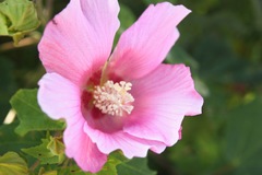 あわじ花さじき
