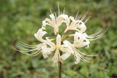 白い曼珠沙華