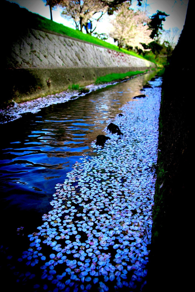 vivid line