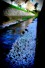 vivid line
