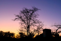 D40x_8079