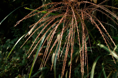 DP2-3809