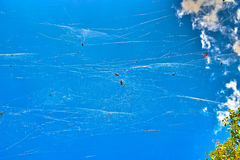 秋空に引掻き傷が！