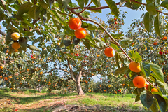 しっかり実りました。