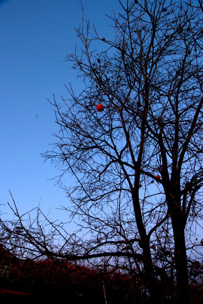 D40x_8073