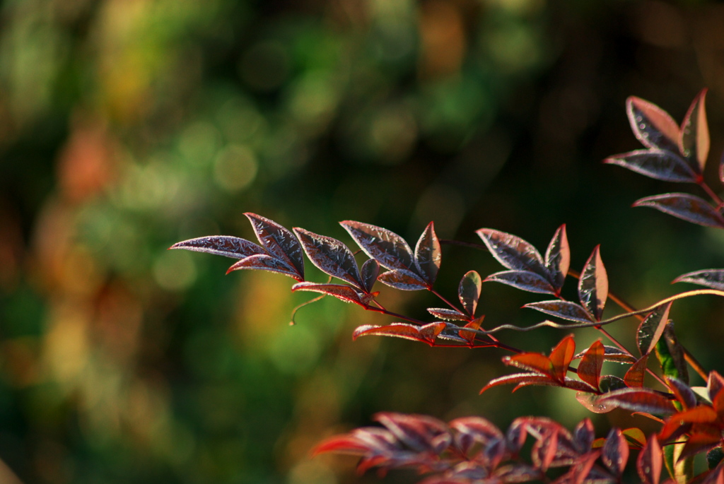 D40x_8544