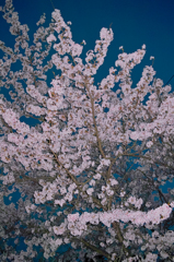 SDIM0228