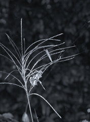 SD15-9783_1