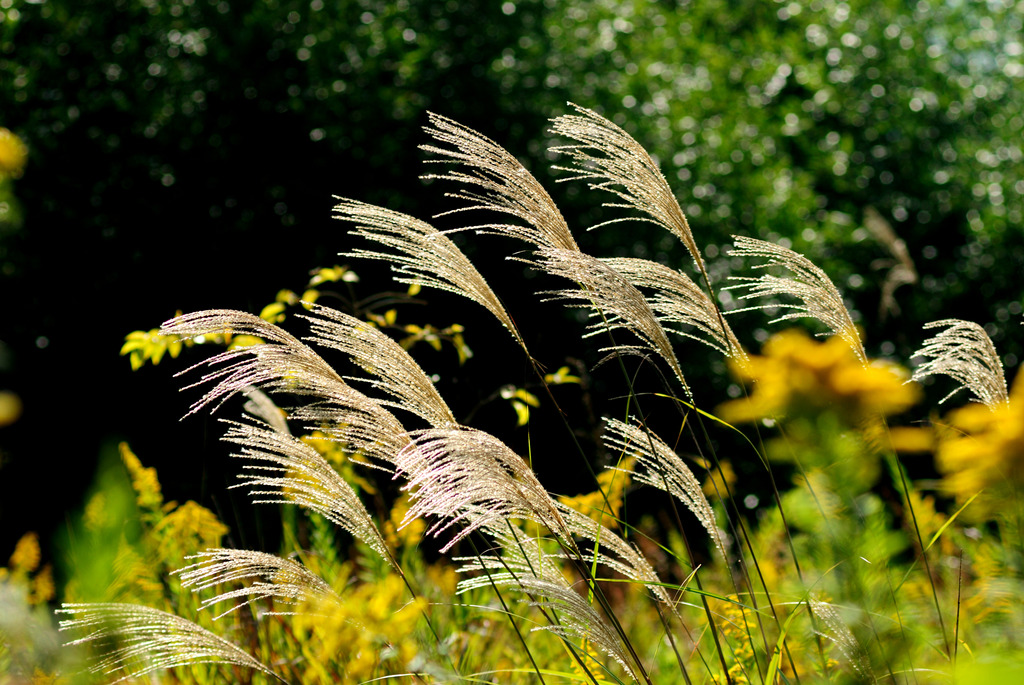 尾花揺れて秋深まる