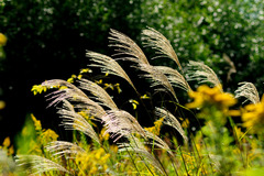 尾花揺れて秋深まる