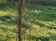 SD15-9729_1