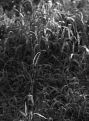 SD15-9725_1
