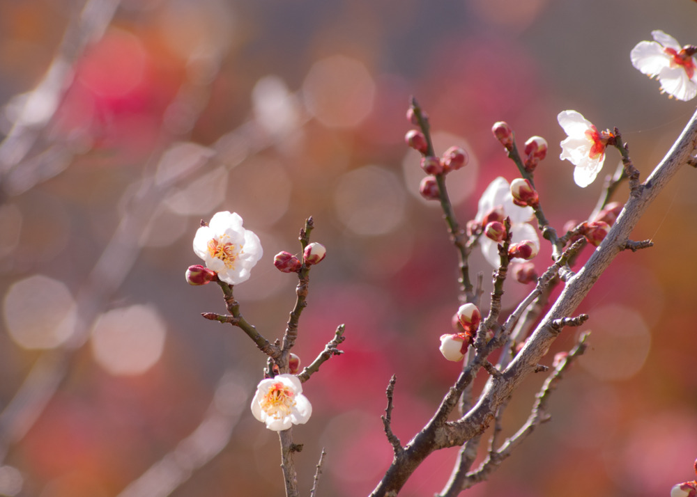D40x_8939